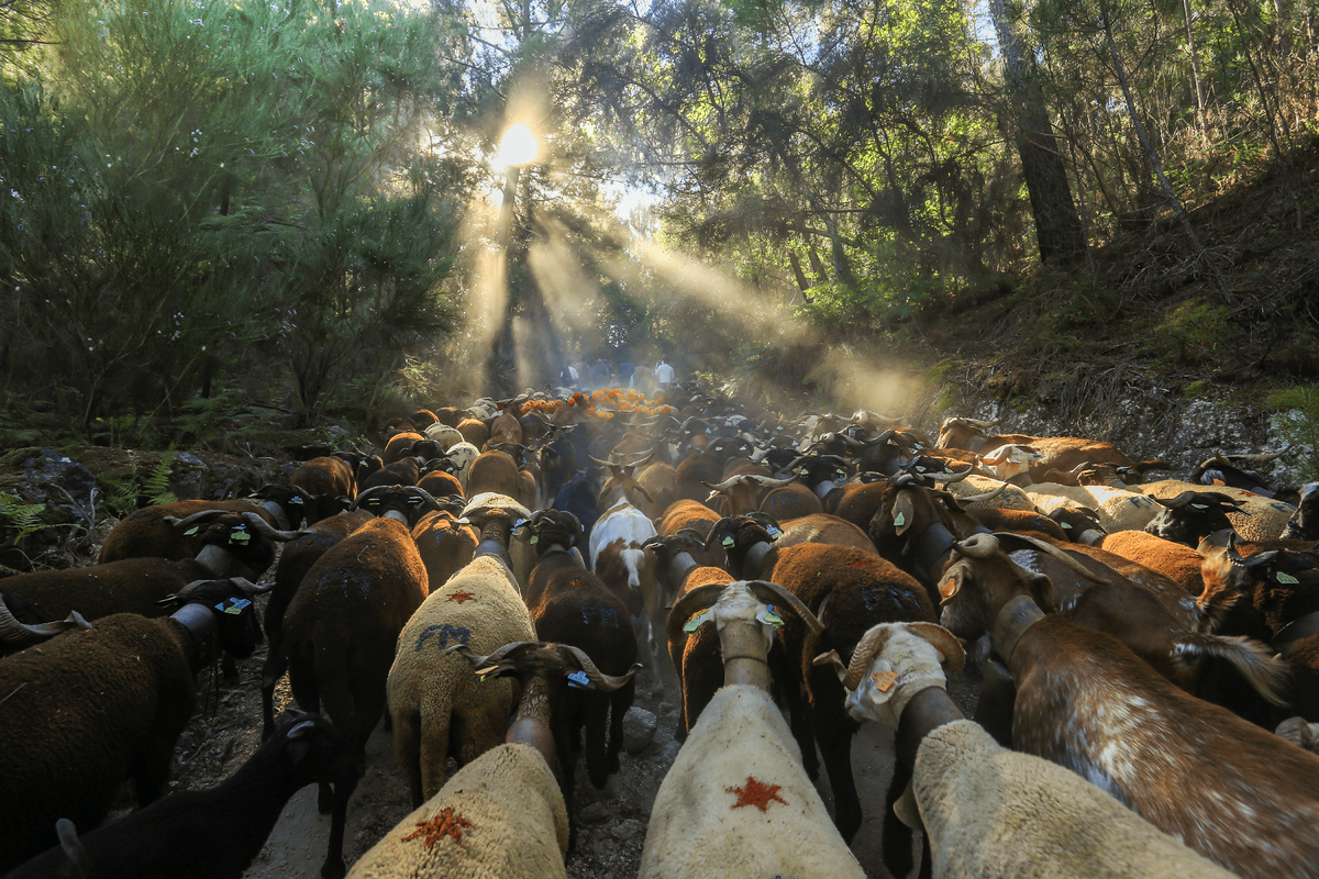 Feast of Transhumance and Shepherds