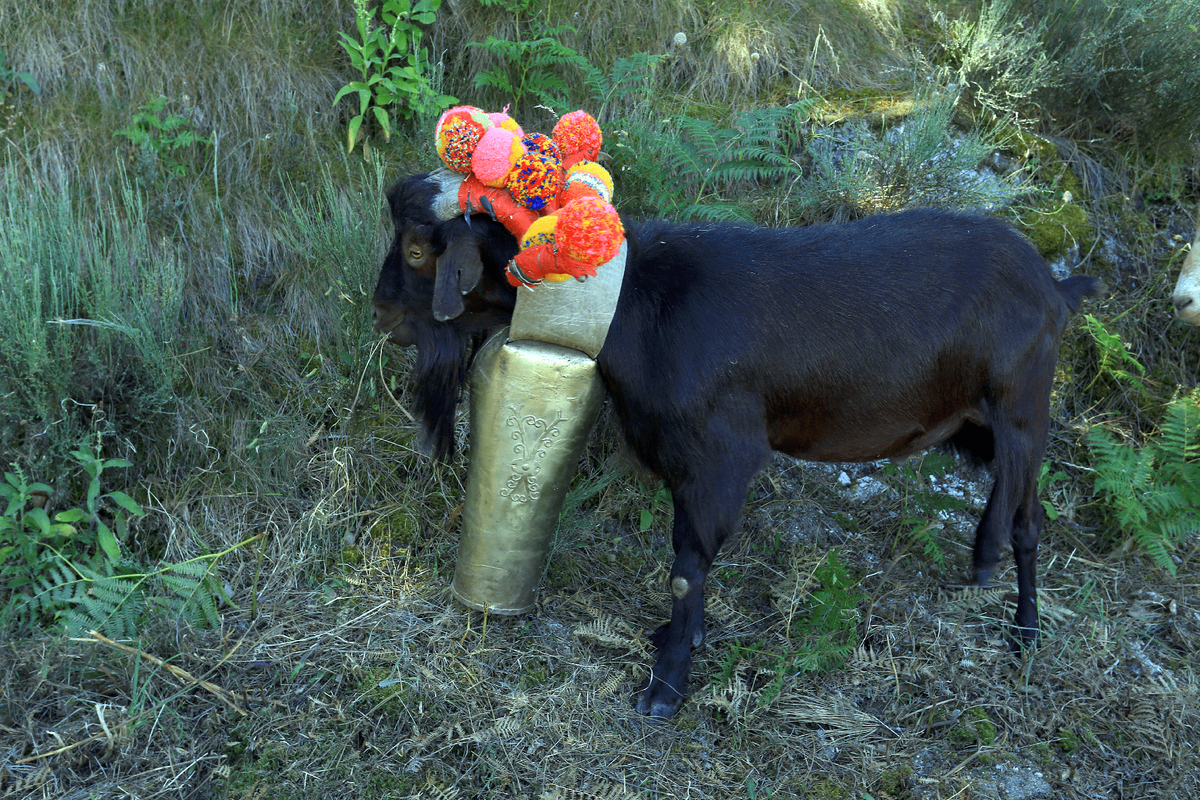 Feast of Transhumance and Shepherds