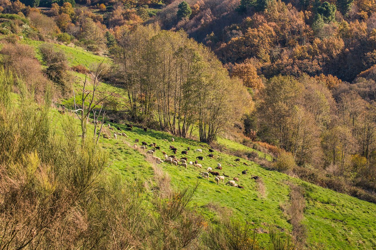 Herds in Prados